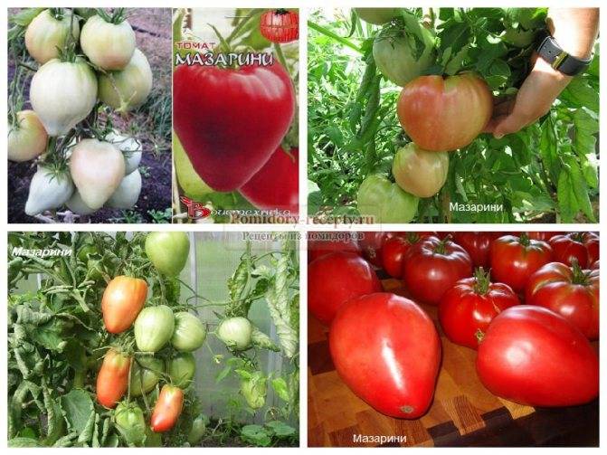 Томат мазарини: история, описание, характеристики и урожайность сорта + особенности выращивания и отзывы огородников