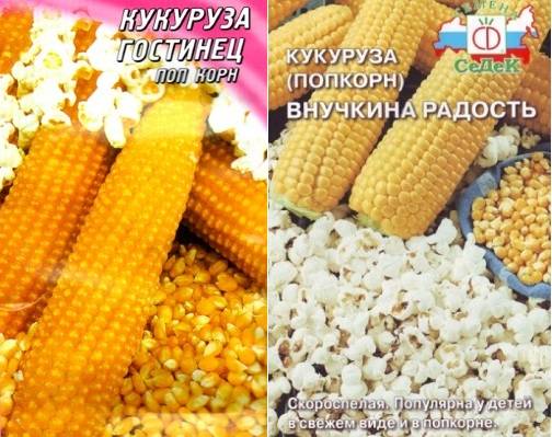 Кукуруза для попкорна: какая нужна? как сделать?