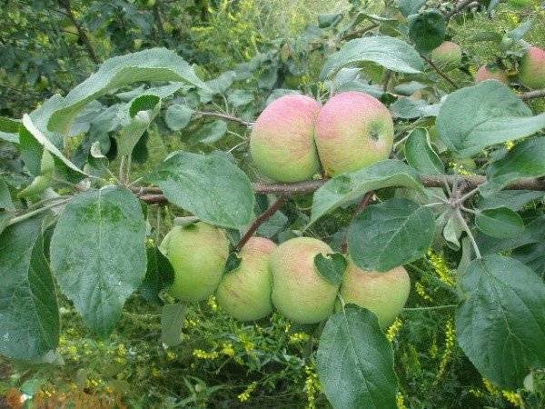 Лучшие сорта яблонь, рекомендованные к посадке на дачах н.н. савельевой, д.б.н. фгбну имени и.в. мичурина