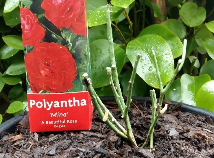 Полиантовые розы: топ-10 сортов полиантовых роз, великолепие которых поражает