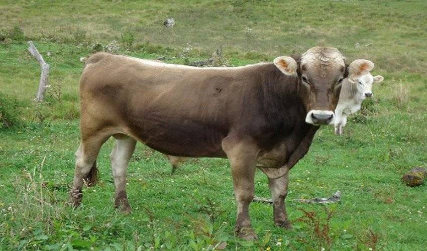 Купить Корову Швицкой Породы В Свердловской Области