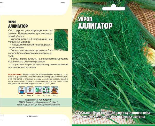 Укроп Аллигатор: описание сорта, выращивание и уход с фото
