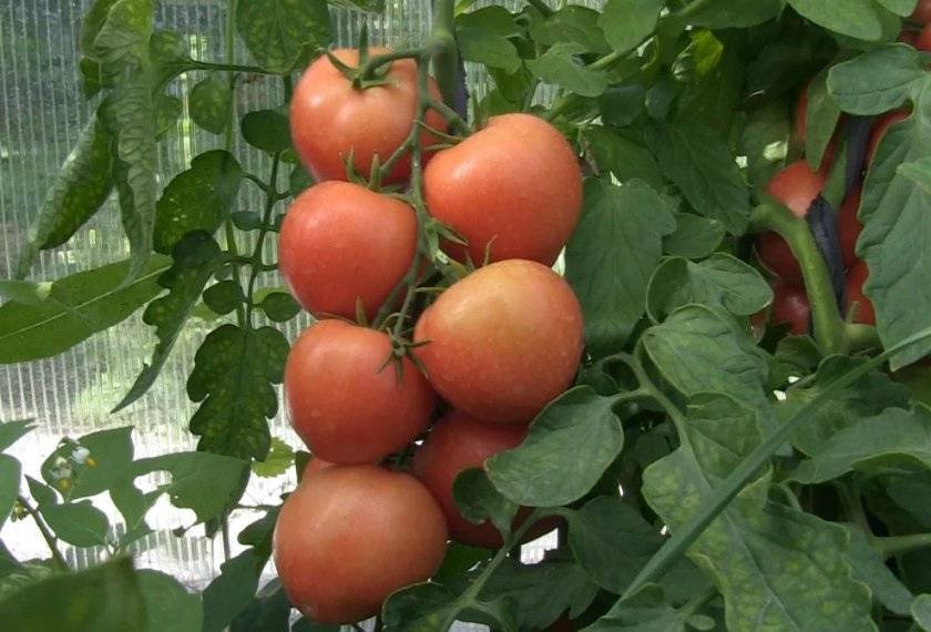 Описание сорта томата петруша огородник, его характеристика и урожайность