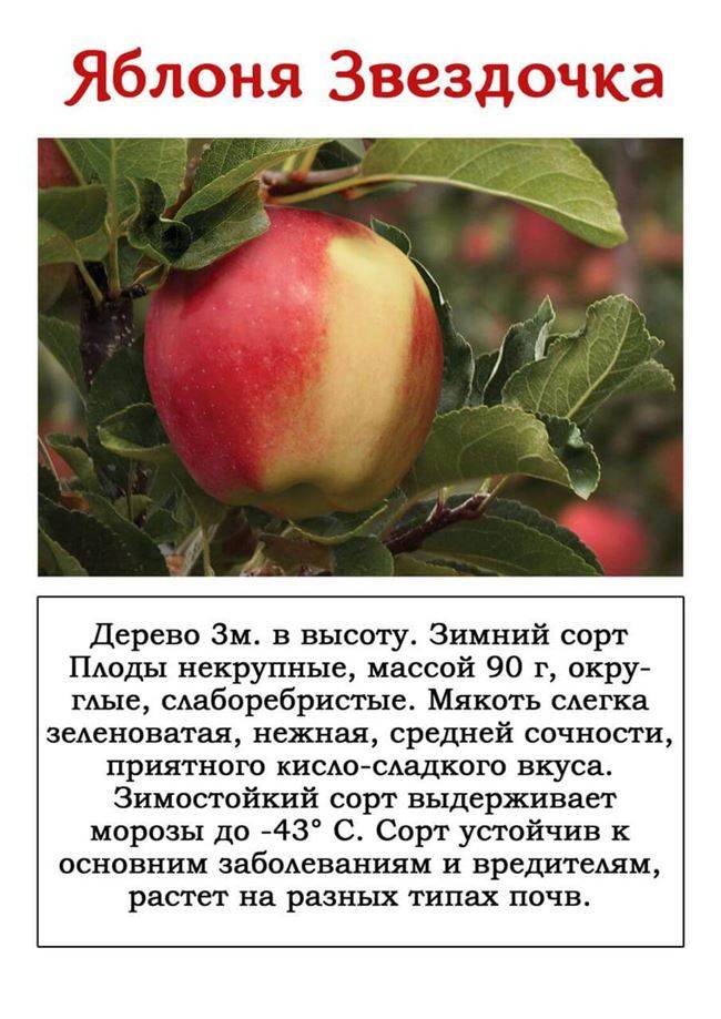Яблоки сорта звёздочка: ботаническое описание, характеристика, технология посадки и выращивания, фото