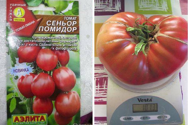 Томат сеньор помидор: описание и характеристики, особенности посадки и выращивания, болезни и вредители, достоинства и недостатки