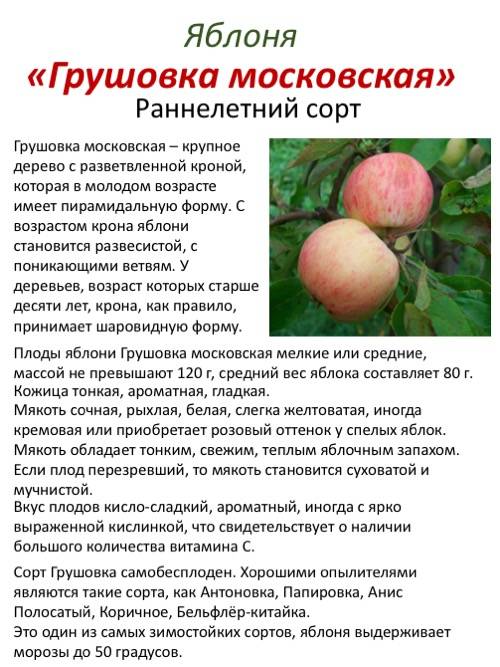 Описание и характеристики яблони сорта услада, технология выращивания