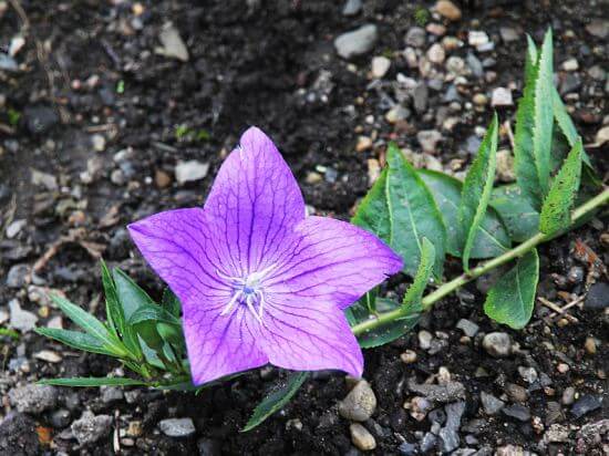 Агротехника цветка платикодон в открытом грунте: как ухаживать, размножать