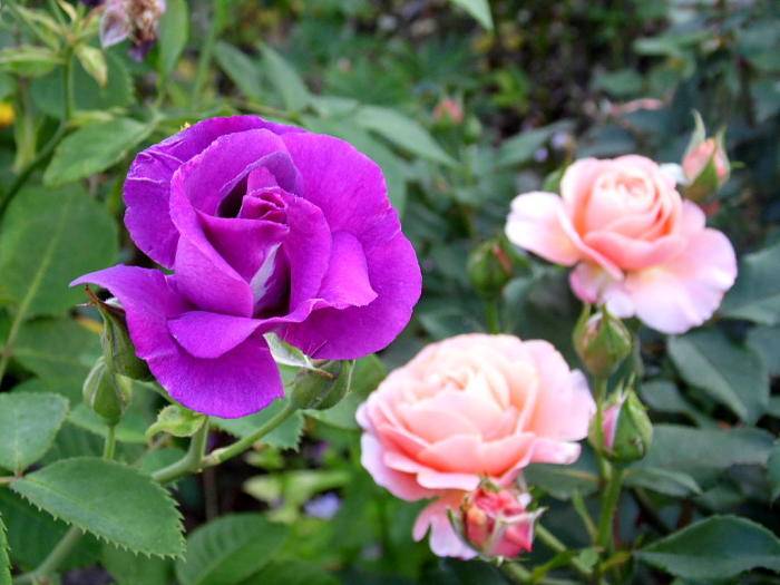 Роза рапсодия ин блю: описание сорта, правила посадки и выращивания