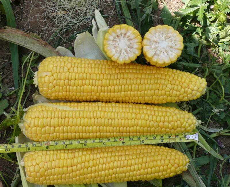 Топ 50 лучших сортов кукурузы с описанием и характеристиками - все о фермерстве, растениях и урожае