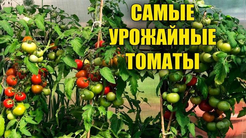 Урожайный огород татьяна: когда сеять томаты, посадка и выращивание с видео