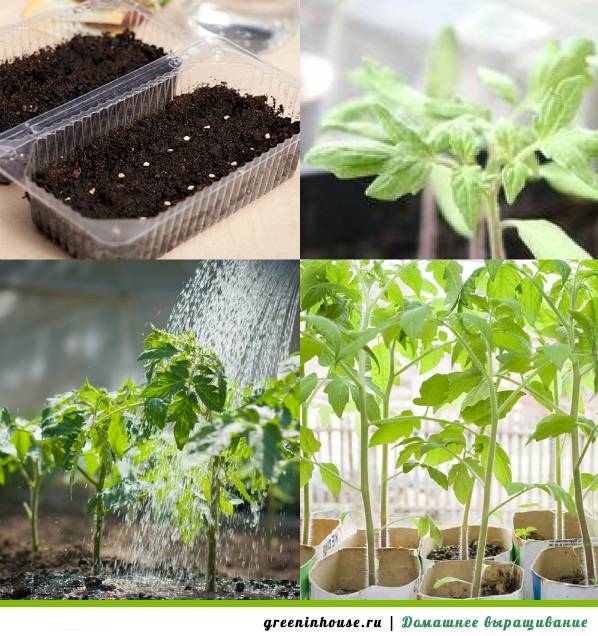 Способы выращивания рассады: как вырастить крепкую рассаду томатов