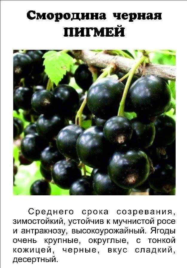 Смородина шалунья — описание сорта с фото, отзывы о чёрной смородине, уход, урожайность