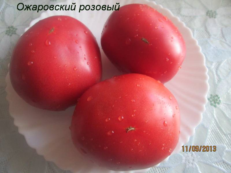 Томат ожаровский розовый: фото помидоров, отзывы об урожайности куста, описание и характеристика сорта