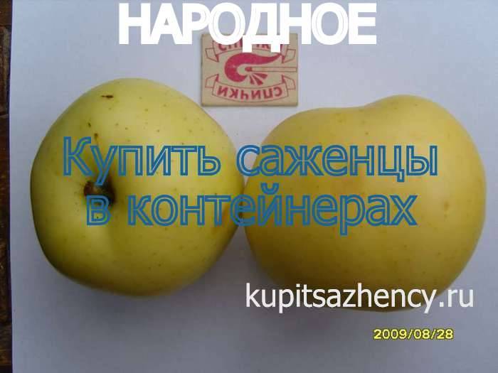 Описание сорта яблони русская красавица: фото яблок, важные характеристики, урожайность с дерева