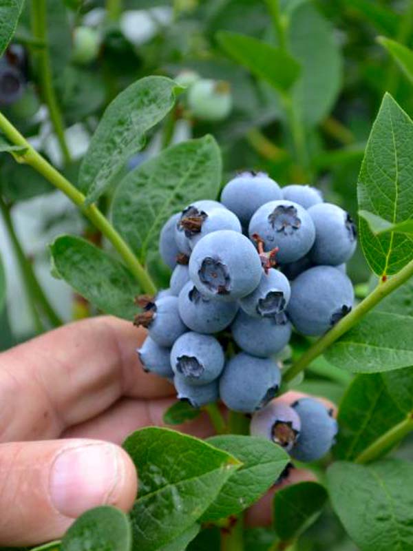 Голубика блюкроп: отзывы, фото, описание сорта ягод, урожайность, выращивание, посадка и уход