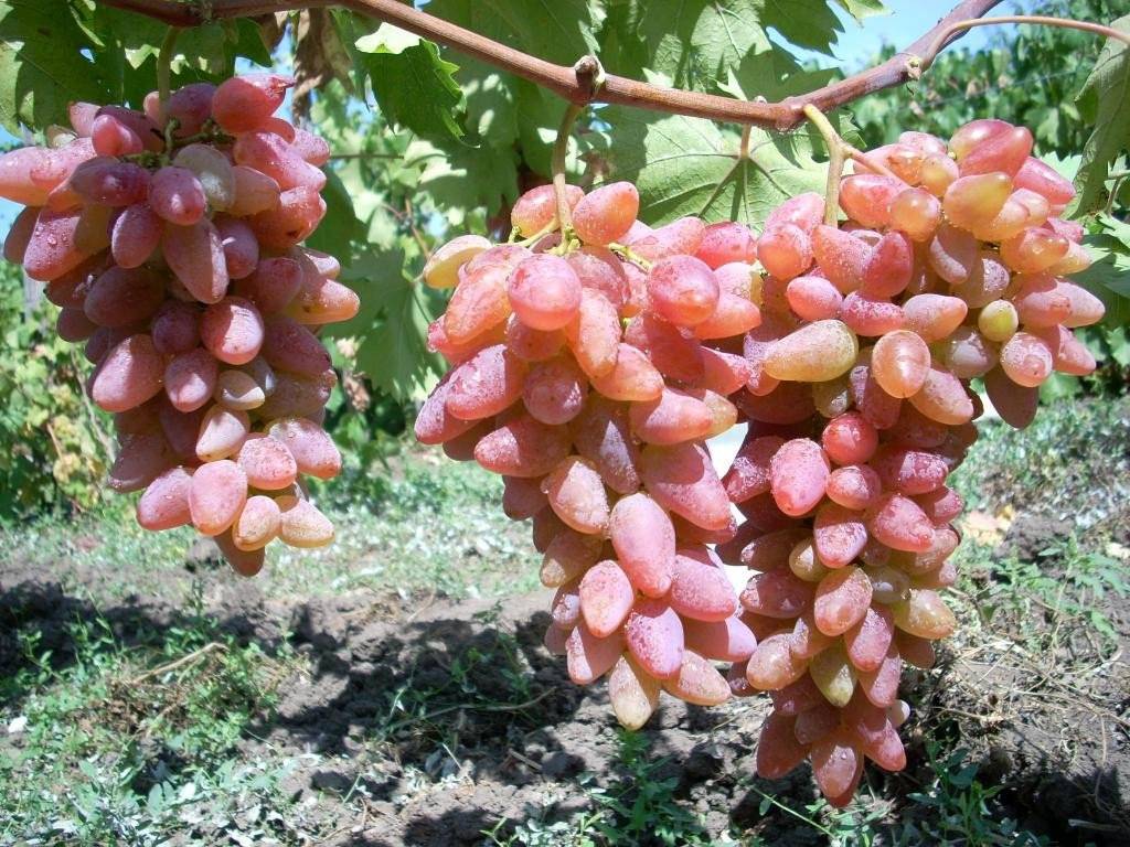 Виноград оригинал: описание сорта, его разновидности - черный, розовый и белый, фото selo.guru — интернет портал о сельском хозяйстве