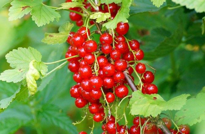 Смородина натали: описание сорта красной ягоды и его фото selo.guru — интернет портал о сельском хозяйстве
