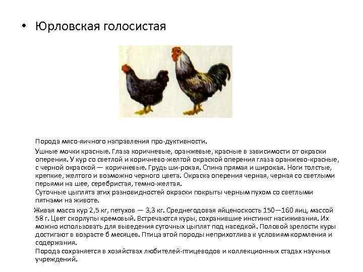 Порода кур юрловская голосистая: описание, условия содержания, фото, отзывы