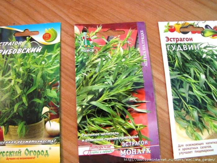 Тархун выращивание растения: все этапы выращивания эстрагона из семян, выбор сортов, подготовка, посадка, уход