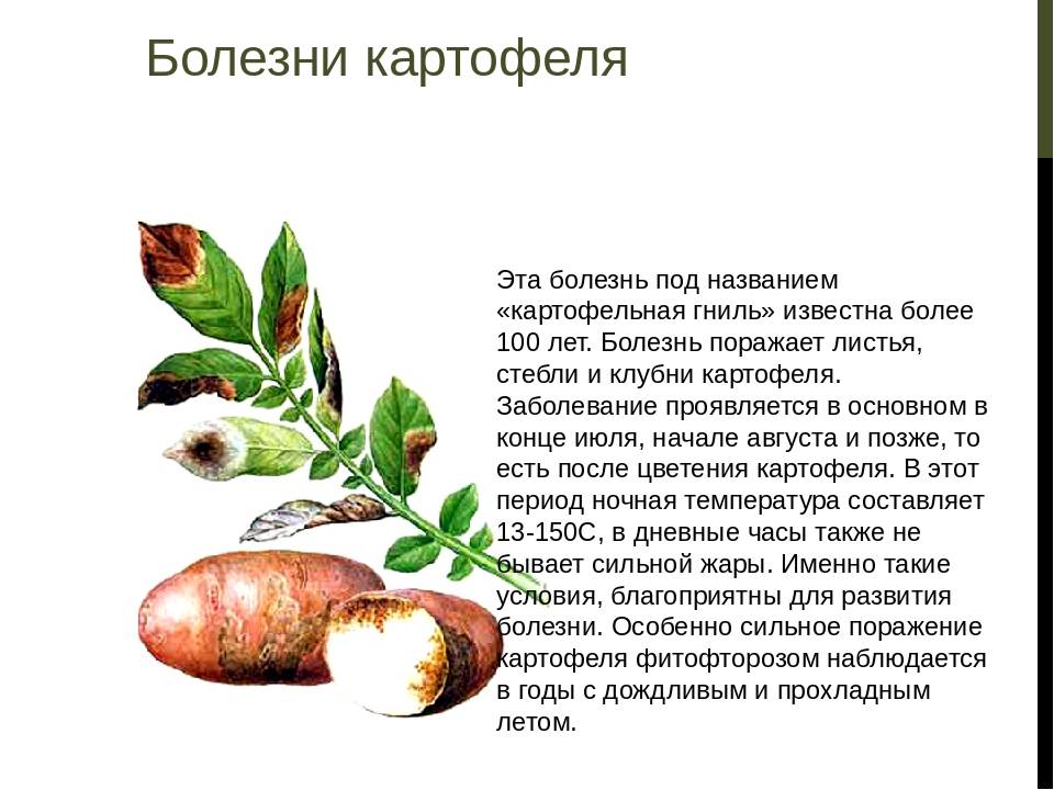 Альтернариоз томатов (сухая пятнистость): признаки, лечение, фото | домашняя ферма