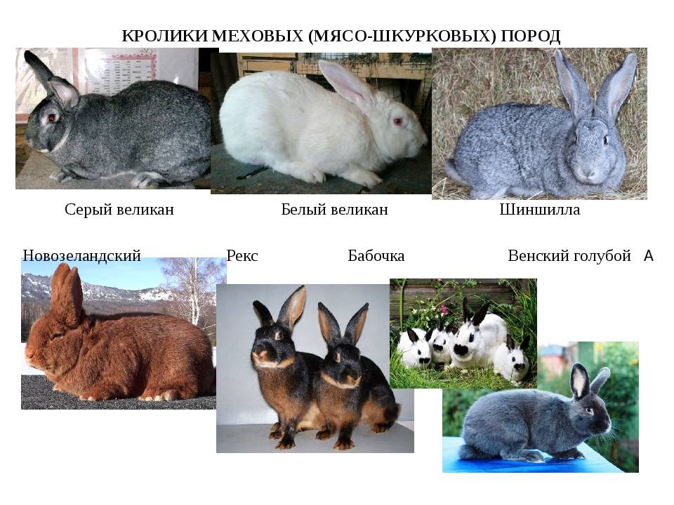 Описание кроликов породы бабочки