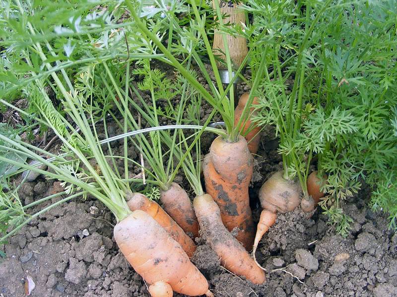 Полив моркови в августе в открытом грунте: как часто поливать морковку в огороде, когда прекращать полив, что добавлять в воду (соль и подкормки)