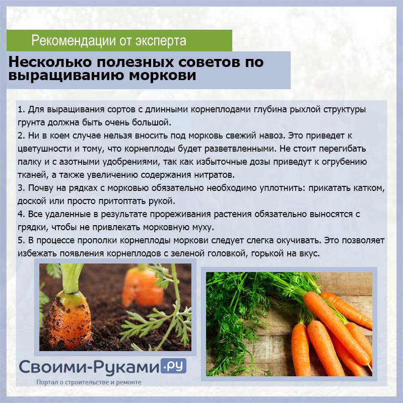 Кучерявится морковь: советы по спасению урожая