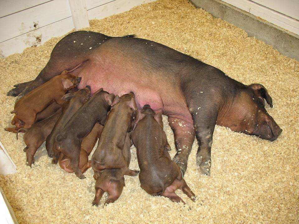 Сальная порода свиней «крупная белая»