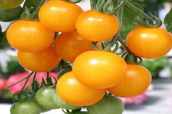 Привлекательный и невероятно вкусный — томат виноградный: описание сорта и его характеристики