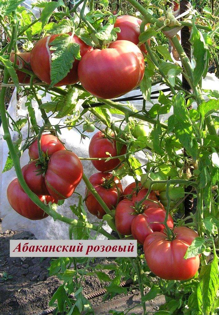 Описание сорта и особенности выращивания томата супергигант розовый f1