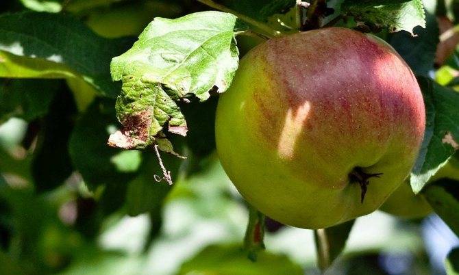 Карликовая яблоня легенда – особенности и характеристики сорта