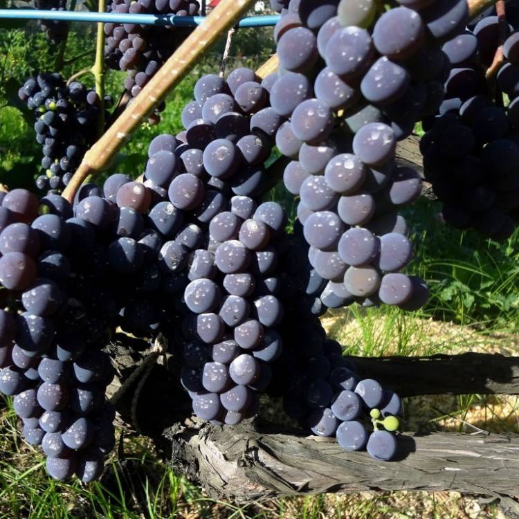 Виноград совиньон: описание сорта и история селекции, способы посадки и уход