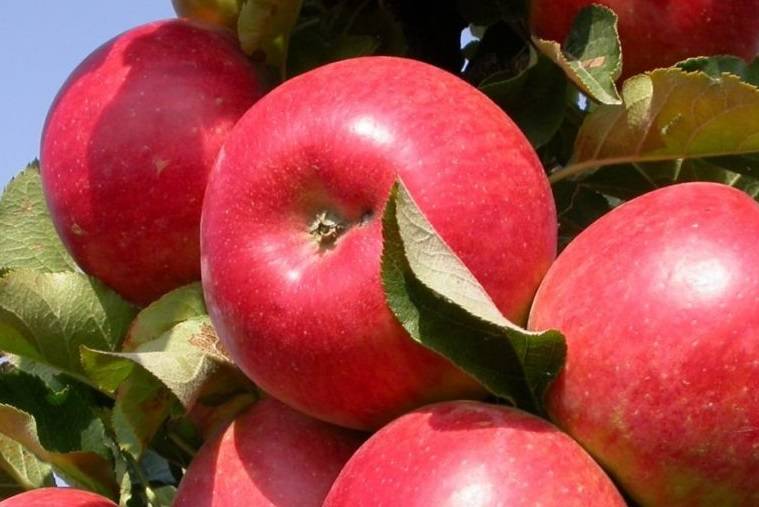 Описание сорта яблони голден делишес: фото яблок, важные характеристики, урожайность с дерева