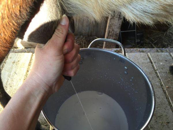 Почему коза перестала давать молоко: основные причины и как их устранить
