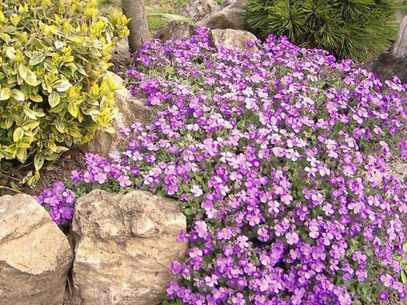 Почвопокровные растения и цветы с фото и названиями видов и сортов