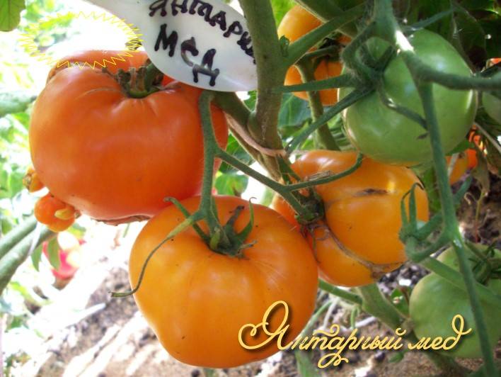 Описание сорта томата Янтарный и его характеристики