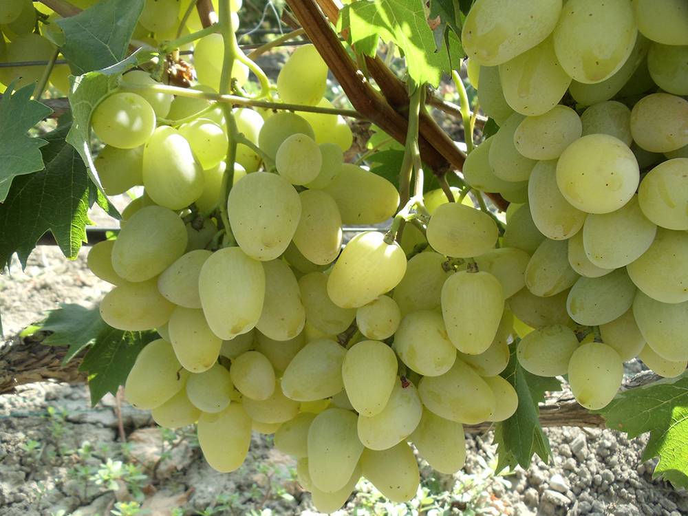 Описание сорта винограда Бажена, характеристики и история селекции, выращивание