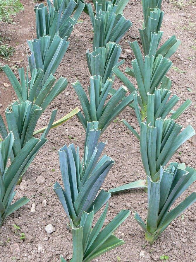 Особенности выращивания лука-порея в открытом грунте
