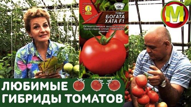 Томат кибо характеристика и описание сорта. что представляет собой томат кибо?