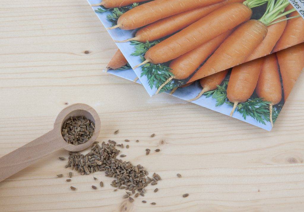 Как собрать семена моркови своими руками в домашних условиях. морковь на семена выращивание и уход.