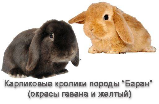 Все о декоративных кроликах: породы, поведение, отличия домашних животных от обычных