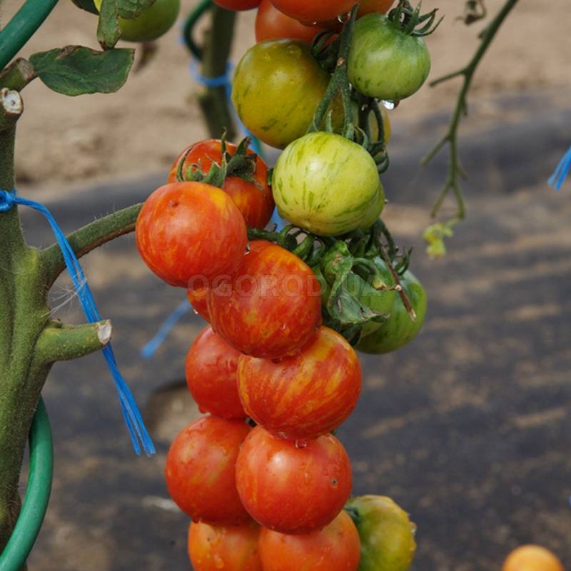 Вкусный и красивый как большая ягода — томат арбуз: характеристика сорта