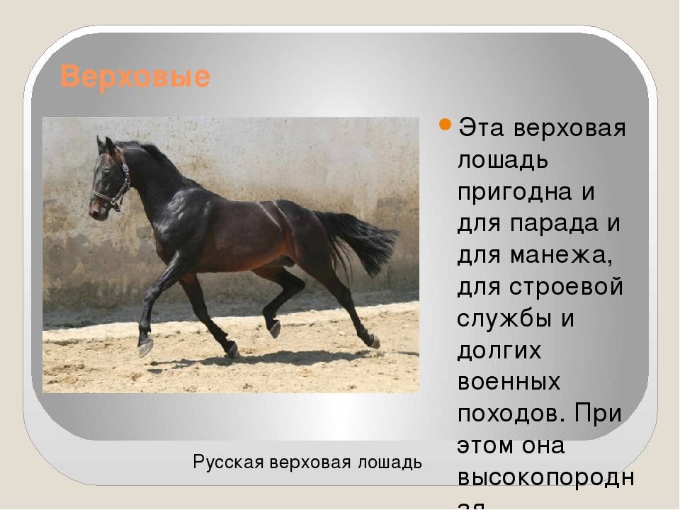 Кабардинские лошади: характеристика, экстерьер, использование
