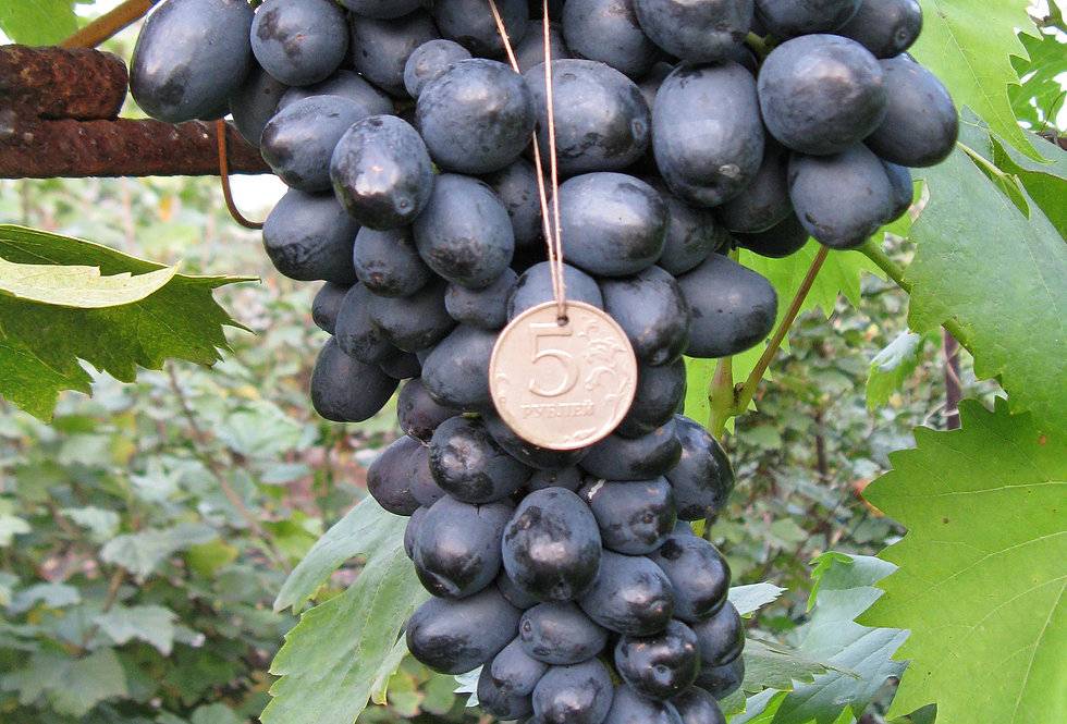 Виноград аттика описание и характеристики сорта выращивание и уход за кишмишом
