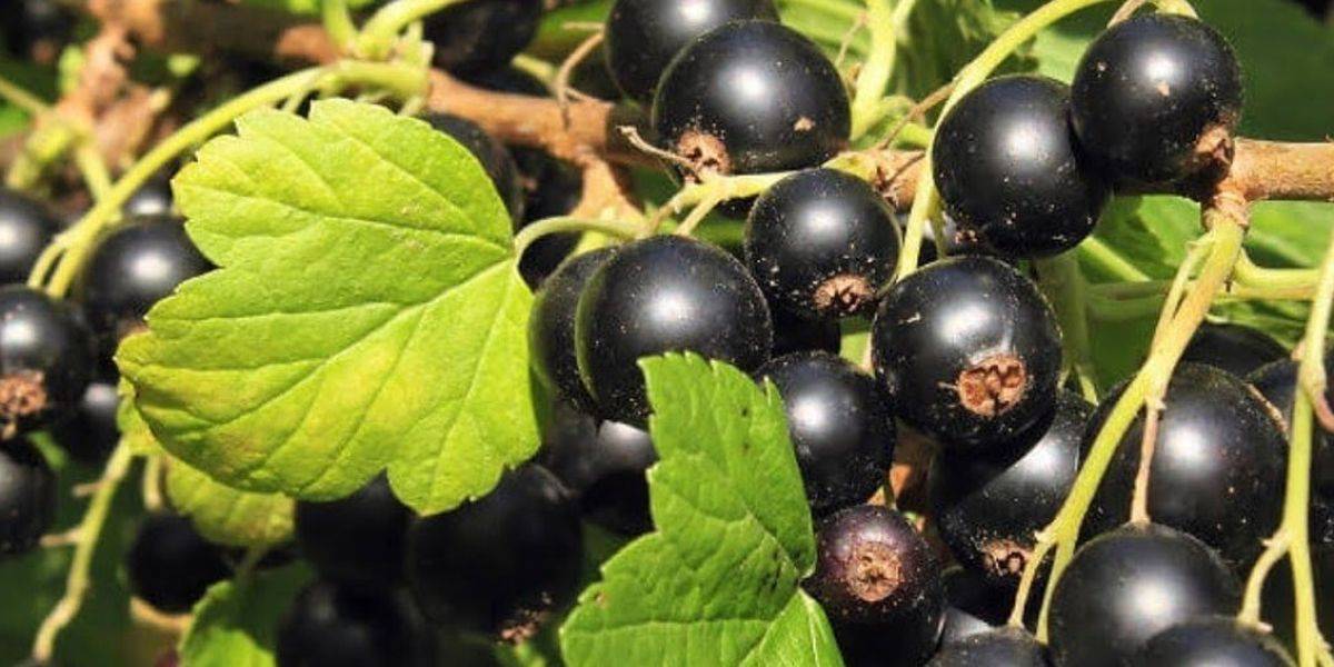 Смородина добрыня: описание сорта черной смородины, выращивание - посадка и уход