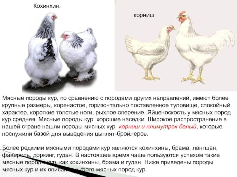 Русская белая порода кур: описание, отзывы, характеристики