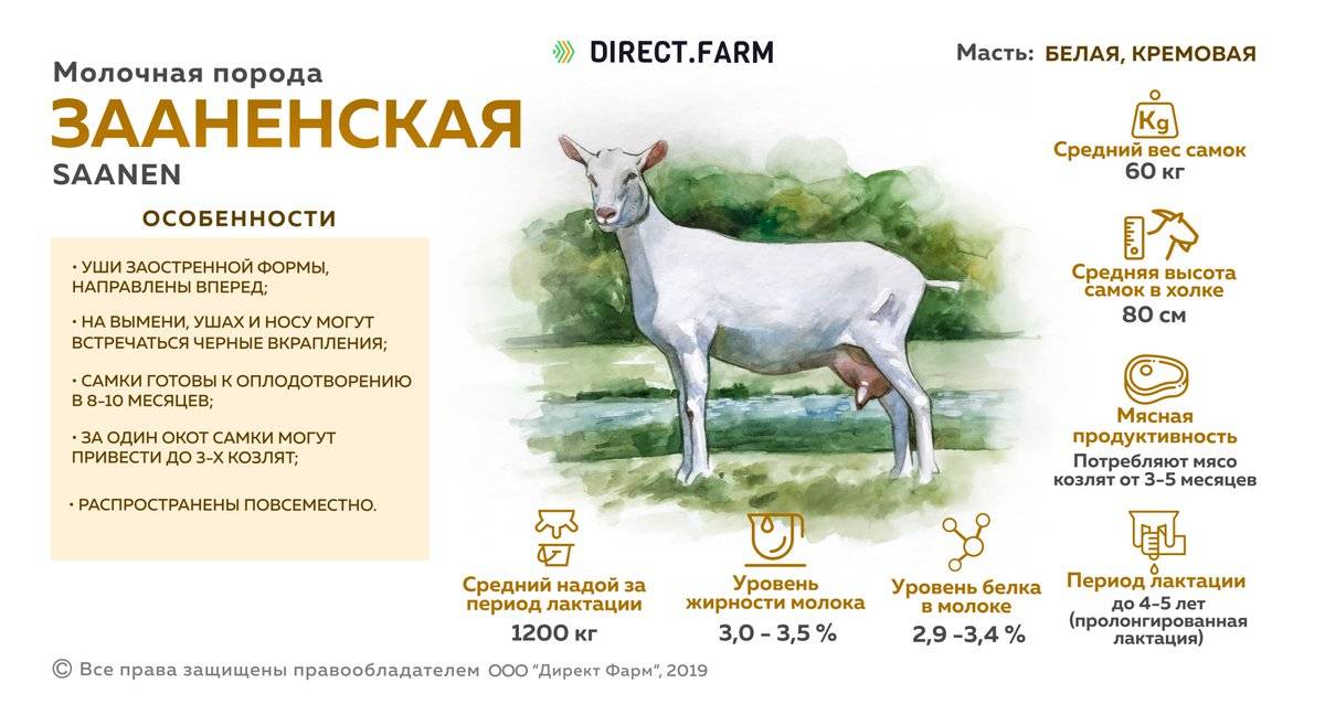 Чем кормить козу чтобы было больше молока: рацион, состав комбикорма