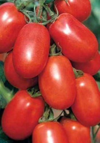 Томат новинка приднестровья: характеристика и описание сорта с фото и видео, урожайность помидора, отзывы тех, кто сажал
