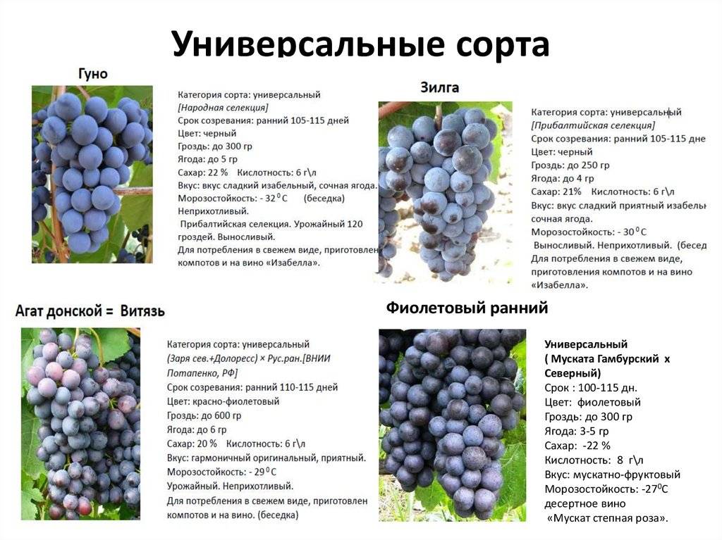 Описание сорта и особенности выращивания винограда “руслан”