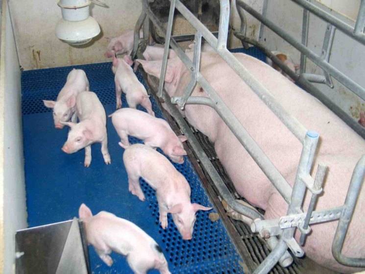 Руководство по разведению свиней от а до я